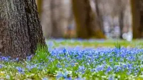 Mazurska przyroda - cebulice w giżyckim parku - zdjęcie 12