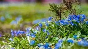 Mazurska przyroda - cebulice w giżyckim parku - zdjęcie 23