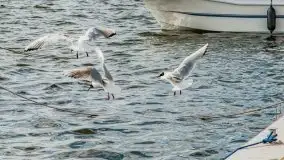 Cisza przed burzą, czyli kwiecień na promenadzie w Mikołajkach - zdjęcie 34