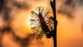 Wiosenny wschód słońca nad jeziorem Pozezdrze - zdjęcie 8