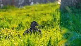 Mrągowo w wiosennym słońcu - zdjęcie 74