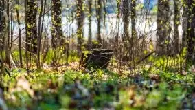 Piecki, ścieżka edukacyjna wokół stawu - zdjęcie 45