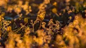 Zachód słońca nad jeziorem Wojnowo - zdjęcie 16