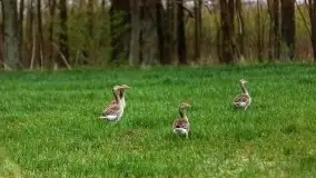 Majowy wieczór z mazurską przyrodą - zdjęcie 17