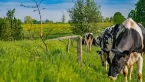 Wiosna na całego na i piękne okoliczności przyrody - zdjęcie 16