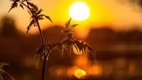 Zachód nad jeziorem Ryńskim, zatoka Mrówcza - zdjęcie 35