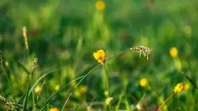 Mazur nie tylko szumem jeziora kuszą... zobaczcie wiosenną łąkę - zdjęcie 12