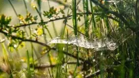 Mazur nie tylko szumem jeziora kuszą... zobaczcie wiosenną łąkę - zdjęcie 10