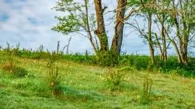 Mazur nie tylko szumem jeziora kuszą... zobaczcie wiosenną łąkę - zdjęcie 23