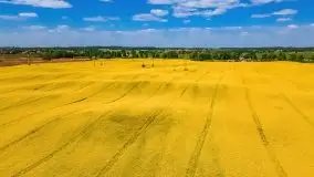 Mazurskie złote, piękne, rzepakowe pola - zdjęcie 9