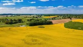 Mazurskie złote, piękne, rzepakowe pola - zdjęcie 4