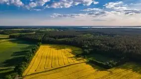 Mazurskie złote, piękne, rzepakowe pola - zdjęcie 15