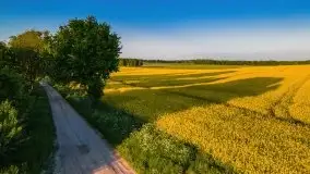 Mazurskie złote, piękne, rzepakowe pola - zdjęcie 18