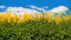 Mazurskie złote, piękne, rzepakowe pola - zdjęcie 32