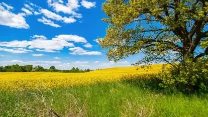 Mazurskie złote, piękne, rzepakowe pola