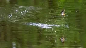 Majowe zawody wędkarskie nad kanałem mazurskim - zdjęcie 105