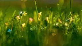 Zachody słońca nad Sztynortem, czerwiec 2021 - zdjęcie 23