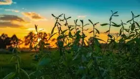 Zachody słońca nad Sztynortem, czerwiec 2021 - zdjęcie 11