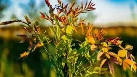 Jezioro Kirsajty o zachodzie słońca - zdjęcie 17