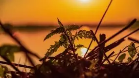 Zachód słońca nad jeziorem Mamry, czerwiec 2021 - zdjęcie 18