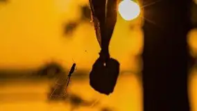 Zachód słońca nad jeziorem Mamry, czerwiec 2021 - zdjęcie 41