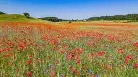 Czerwcowe Mazury, kompilacja niewykorzystanych zdjęć, 2021 - zdjęcie 2