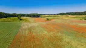 Czerwcowe Mazury, kompilacja niewykorzystanych zdjęć, 2021 - zdjęcie 17