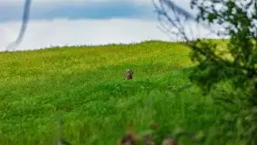 Czerwcowe Mazury, kompilacja niewykorzystanych zdjęć, 2021 - zdjęcie 75