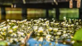 Czerwcowe Mazury, kompilacja niewykorzystanych zdjęć, 2021 - zdjęcie 84