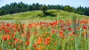 Czerwcowe Mazury, kompilacja niewykorzystanych zdjęć, 2021 - zdjęcie 85