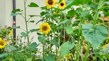 Agroturystyka Ostoja Kamionki - zdjęcie 26