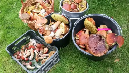 Folwark Perły - zdjęcie 57