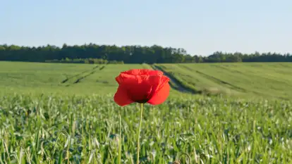 Siedlisko Sabinowo - zdjęcie 35