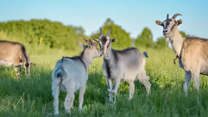 Siedlisko Sabinowo - zdjęcie 31