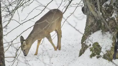 Folwark Perły - zdjęcie 73