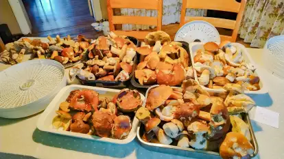 Folwark Perły - zdjęcie 56