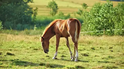 Zajazd 'U Łabana' - zdjęcie 4
