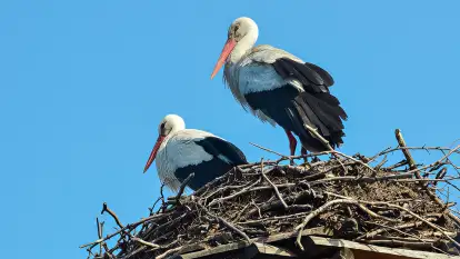 Stara Szkoła w Harszu - zdjęcie 57
