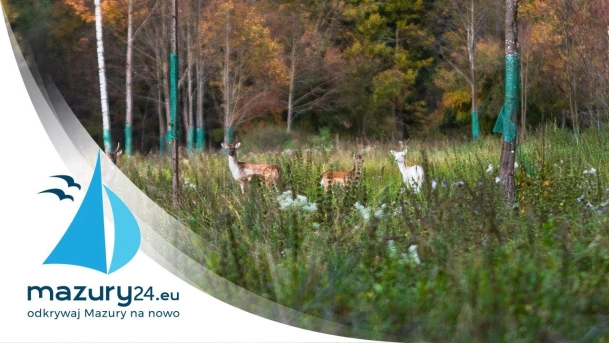 Mazurska przyroda - białe daniele 4K