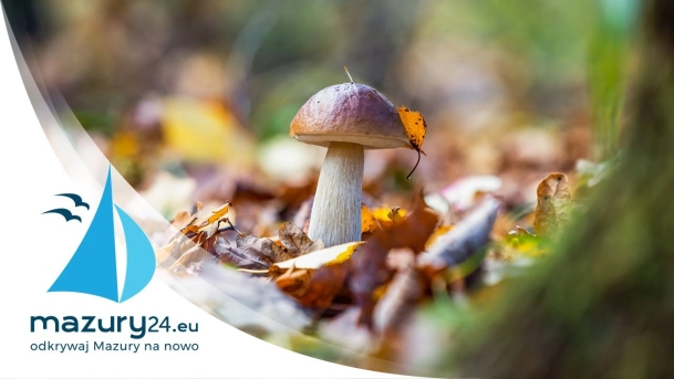 Jesienne Mazury, Grzyby 2022