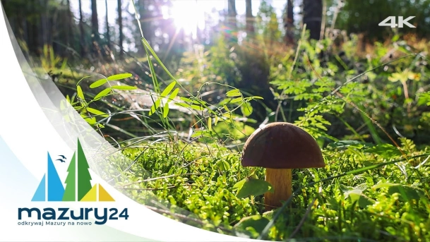 Mazurska Przyroda, Grzyby 2023, 4K
