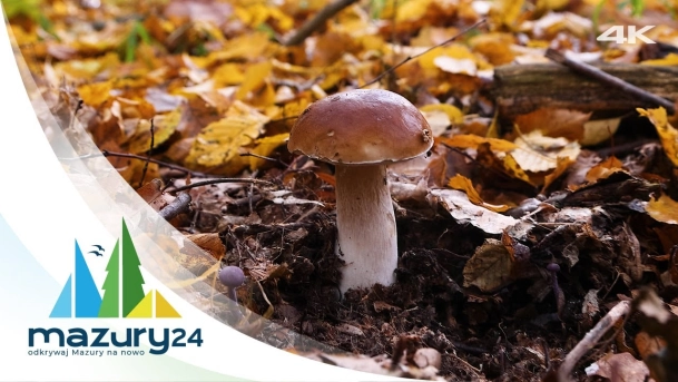 Mazurska jesień 2024, Grzyby 4K