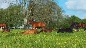 Stajnia Melnik Nowy Harsz