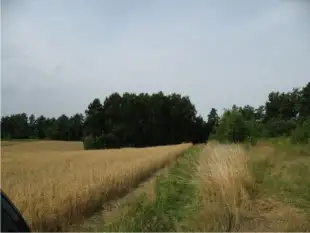 Działka z linią brzegową - zdjęcie 1