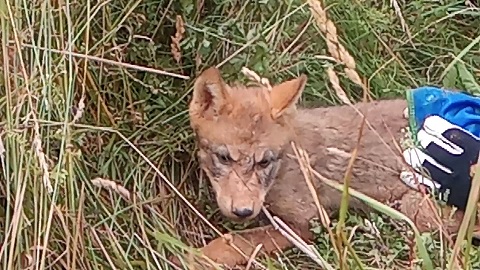Dzieci wypoczywające niedaleko Szczytna na Mazurach uratowały małego wilka